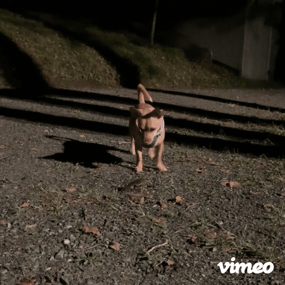 A GIF of my dog, Moody, jumping alongside a toad at night in my floodlight-lit gravel driveway. He doesn't hurt it, but is understandably confused.